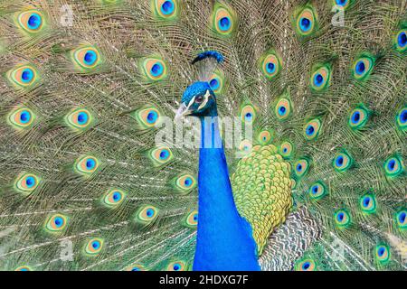 papillon de paon, paon, papillons de paon, paons Banque D'Images