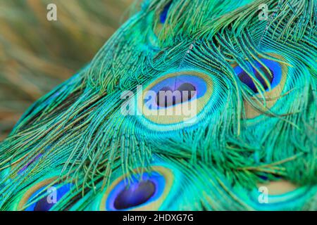 papillon de paon, plumes de paon, papillons de paon, plumes de paon Banque D'Images