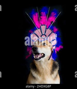 Portrait d'un chien habillé pour le carnaval, avec des plumes, des paillettes et des paillettes sur fond noir Banque D'Images