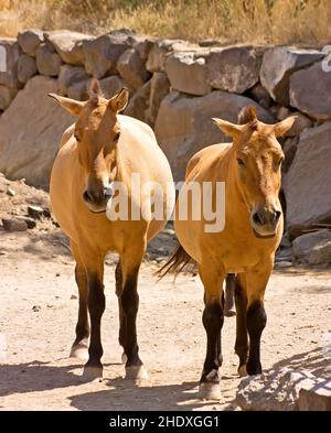 Chevaux de Przhevalsky de près.Sous-espèce d'un cheval sauvage qui vit en Asie. Banque D'Images