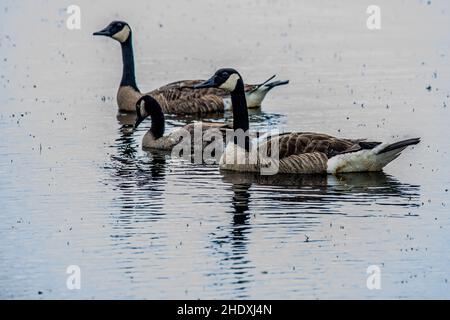 Trois bernaches du canada nageant sur le lac Phantom, dans la réserve naturelle de Crex Meadows, Grantsburg, Wisconsin, États-Unis. Banque D'Images