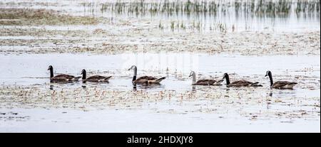 Troupeau de bernaches du canada nageant toutes en rangée sur Phantom Lake, Crex Meadows State Wildlife Area, Grantsburg, Wisconsin, États-Unis Banque D'Images