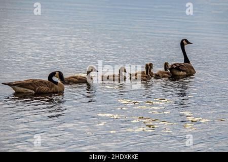 Famille des oies du canada et leurs oisons nageant en rangée sur le lac Phantom à la réserve de faune de Crex Meadows State Wildlife Area, Grantsburg, Wisconsin, États-Unis. Banque D'Images