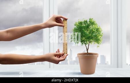 arbre, croissance, mesure, écologie, arbres,grognements, montée, écologies Banque D'Images