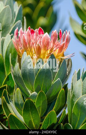 Le roi Protea (Protea cynaroides) fleurit.Le Cap, Afrique du Sud Banque D'Images