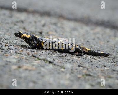 Un salamandre de feu mâle sur une route pavée. Banque D'Images