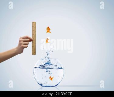 saut, mesure, réalisation, règle, poisson doré,cavalier, saut, sauts, réalisations, règles,poissons rouges Banque D'Images