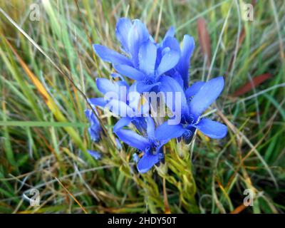 gentiane, gentiana pneumonanthe, gentiana verna, gentianas, gentiane des marais Banque D'Images