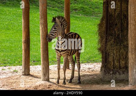 Dvur Kralove nad Labem, Kralovehradecky kraj, République Tchèque - 25 avril 2014 : les zèbres se déplacent librement dans le parc safari du zoo de Dvur Kralove. Banque D'Images