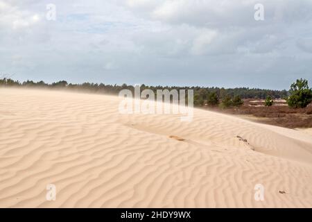 Dunes de sable en mouvement libre Banque D'Images