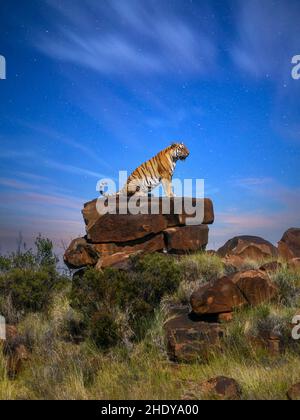 Image verticale d'un grand tigre mâle assis en profil sur un éperon rocheux qui arpente son territoire, alors que le ciel passe du crépuscule à une nuit étoilée. Banque D'Images