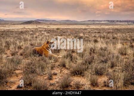 Vue grand angle d'un tigre solitaire mâle qui renifle l'air pour des senteurs tandis qu'il se trouve dans l'herbe sèche dans un beau paysage. Banque D'Images