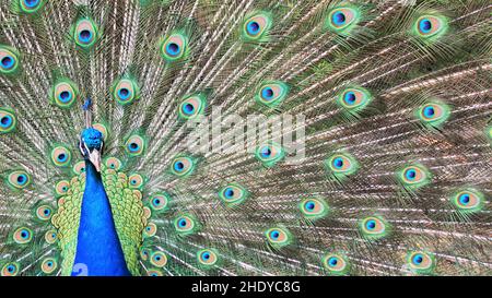 paon, paon papillon, paon papillons, paon papillons Banque D'Images
