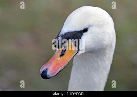 cygne, tête de cygne, cygnes, têtes de cygne Banque D'Images