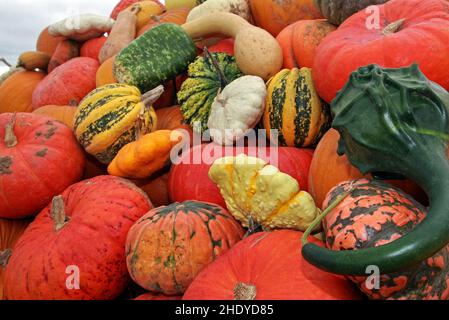 squash, squashs Banque D'Images