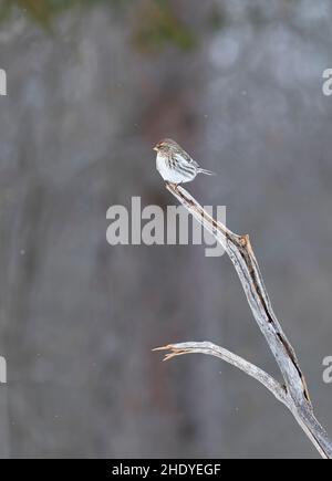 Sondage Redpoll commun perché sur une branche en hiver dans le parc Algonquin, Canada Banque D'Images