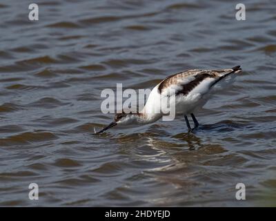 Pied avocet Avocetta garzetta, alimentation des jeunes dans un lagon, réserve naturelle locale des marais Keyhaven et Lymington, Hampshire, Angleterre, Royaume-Uni, août 2019 Banque D'Images