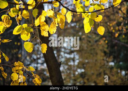 Feuilles de peuplier jaune au soleil Banque D'Images