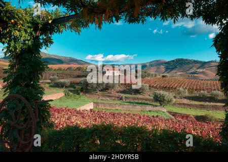 Croft Vineyard, Quinta da Roeda, Pinhao, Portugal Banque D'Images