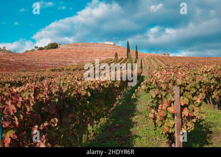 Croft Vineyard, Quinta da Roeda, Pinhao, Portugal Banque D'Images