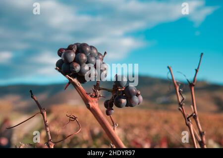 Raisins, vignoble Croft, Quinta da Roeda, Pinhao, Portugal Banque D'Images