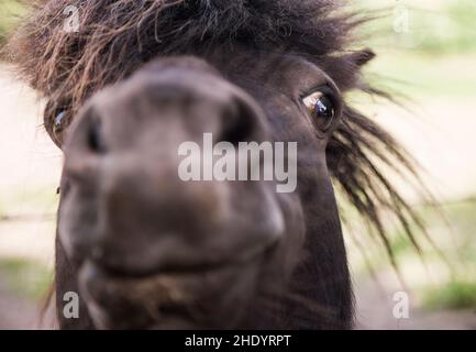 Vue de face très proche d'un visage de poney Shetland pris à l'extérieur au Royaume-Uni. Banque D'Images