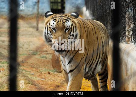 Tigre du Bengale royal au zoo Banque D'Images