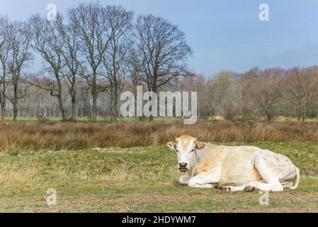Vache blonde posée dans la réserve naturelle de Wyldemerk aux Pays-Bas Banque D'Images