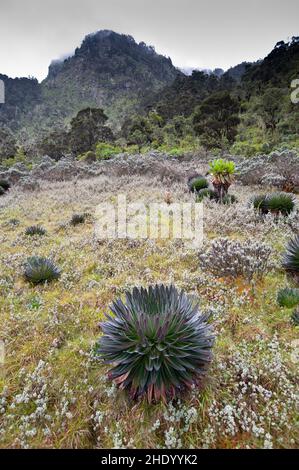 Photo verticale des montagnes Rwenzori. Chaîne de montagnes en République démocratique du Congo. Banque D'Images