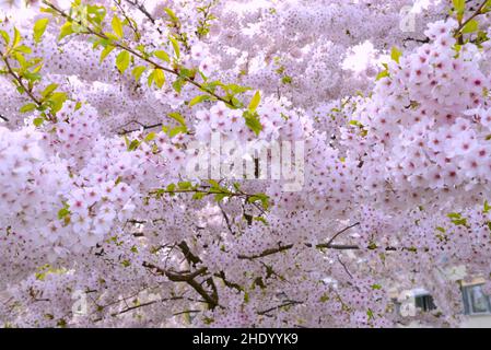 Gros plan sur les magnifiques branches de l'arbre en fleurs. Banque D'Images