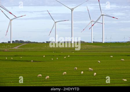 Troupeau de moutons paître dans un champ vert avec des éoliennes en arrière-plan. Jutland, Danemark. Banque D'Images