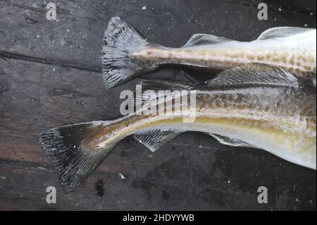 Gros plan de deux queues de poisson. Morue franche. Banque D'Images