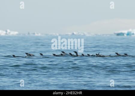 Colonie de pingouins d'Adelie sur l'île Heroina, îles danger en Antarctique. Banque D'Images