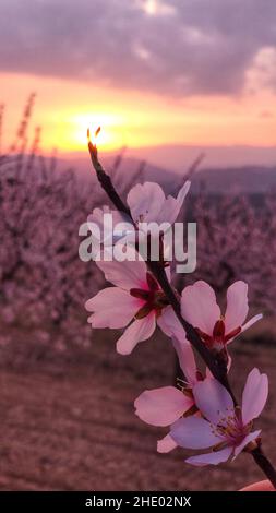 Gros plan d'une branche d'amande et de fleurs roses.Fleurs d'amande rose Banque D'Images