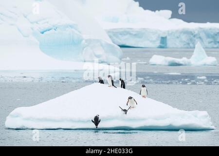 Les pingouins de Gentoo plongent au large d'un iceberg sur l'île de Cuverville, en Antarctique. Banque D'Images