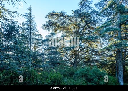 France, Vaucluse, Parc naturel régional du Luberon, Lacoste, Foret de Cèdres du petit Luberon (Cèdre du petit L Banque D'Images