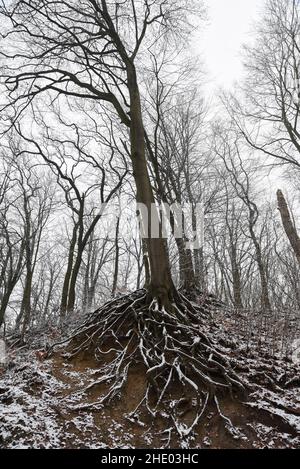 Un arbre avec beaucoup de racines visibles sur la pente. Banque D'Images