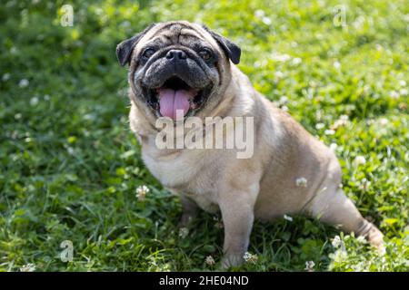 Un joli pug se trouve sur un pré et surveille la région Banque D'Images