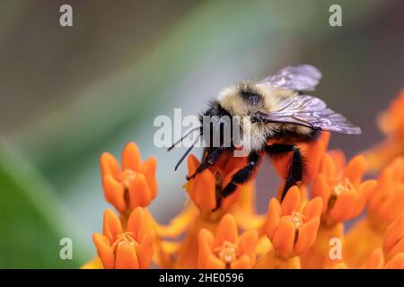 Gros plan d'un bourdon sur l'herbe de papillon orange dans la réserve naturelle de Crex Meadows, Grantsburg, Wisconsin, États-Unis. Banque D'Images