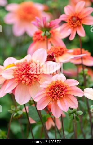 Dahlia 'totalement Tangerine'.'Totalement tangerine' est un dahlia de type anémone. Banque D'Images