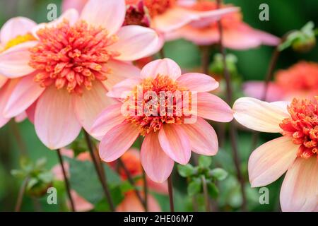 Dahlia 'totalement Tangerine'.'Totalement tangerine' est un dahlia de type anémone. Banque D'Images