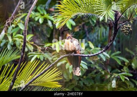 Oiseau reptile de Hoatzin gros plan dans la jungle de la forêt tropicale sur l'arbre Banque D'Images