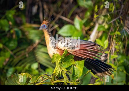 Oiseau reptile de Hoatzin gros plan dans la jungle de la forêt tropicale sur l'arbre Banque D'Images