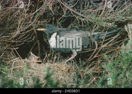 Anneau de l'ouzel (Turdus torquatus) mâle au nid avec la poussin visible Banque D'Images