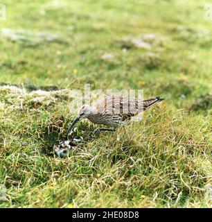 Le bourin (Numenius phaeopus) au nid avec la poussin nouvellement éclos.Prise sous licence du Conseil pour la conservation de la nature en vigueur au moment où la photo a été prise. Banque D'Images