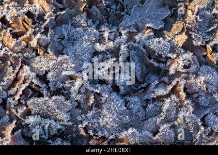 Gefrorene Blätter, BEI Garstedt, Niedersachsen, Deutschland | feuilles congelées, près de Garstedt, Basse-Saxe, Allemagne Banque D'Images