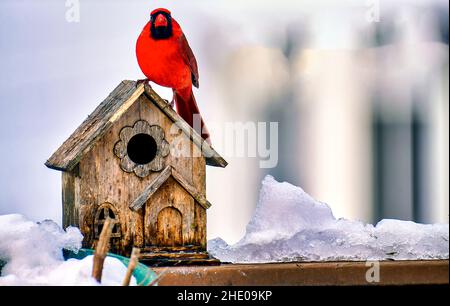 Le cardinal du nord pose sur le toit d'une maison d'oiseaux dans la neige Banque D'Images