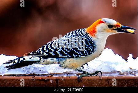 Woodpecker trouve un approvisionnement en arachides dans la neige Banque D'Images