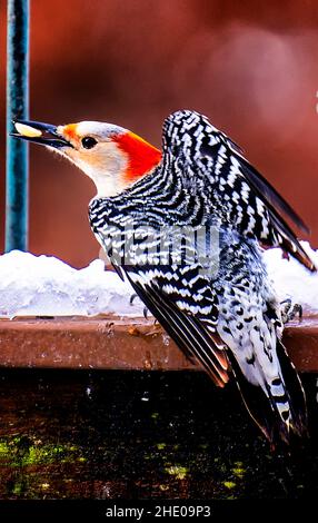 Woodpecker trouve un approvisionnement en arachides dans la neige Banque D'Images