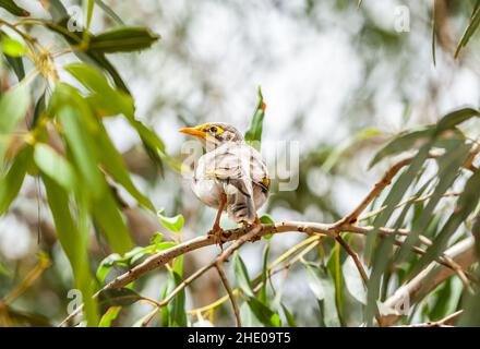 Le mineur à gorge jaune, manorina flagula wayensis, sur la branche d'Eucalyptus dans son habitat naturel dans le territoire du Nord de l'Australie Banque D'Images